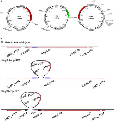 A Simple and Rapid Gene Disruption Strategy in Mycobacterium abscessus: On the Design and Application of Glycopeptidolipid Mutants